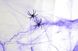 Павутина YES! Fun фіолетова з двома павучками, 20 г 2 з 2